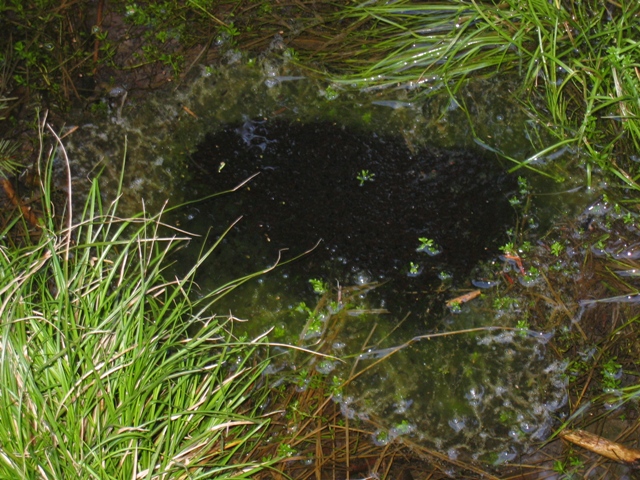 anfibi favolosi nel casentino